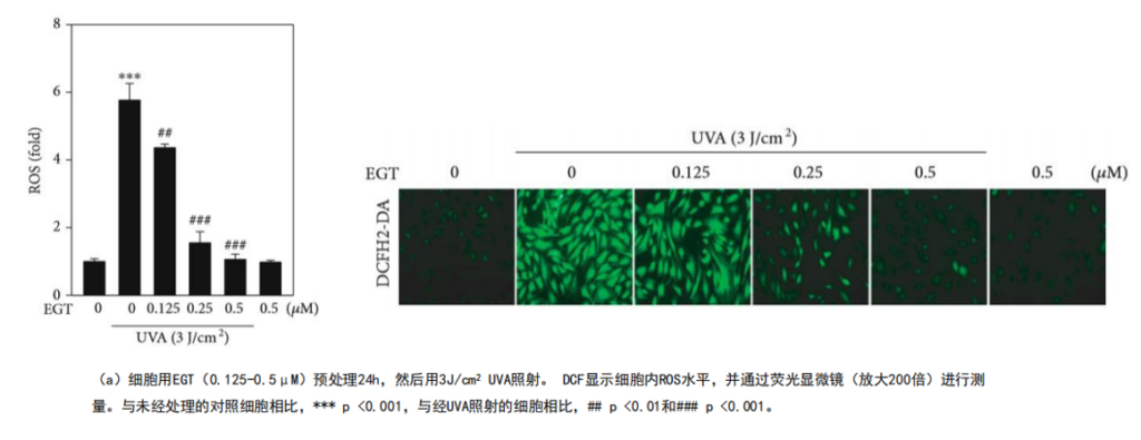 Defense against photoaging